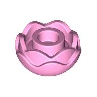 Plant, Flower, Peony Rose with 2 Layers