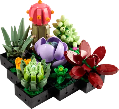Succulents