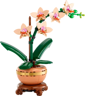 Mini Orchid