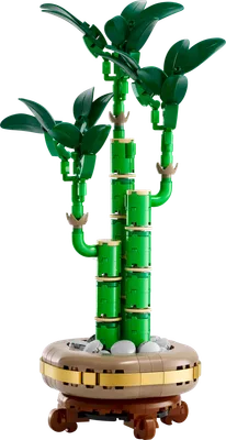 Lucky Bamboo