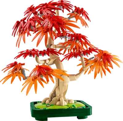 Japanese Red Maple Bonsai Tree