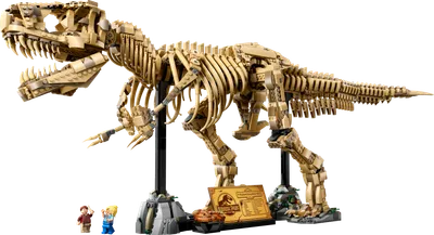 Dinosaur Fossils: Tyrannosaurus Rex